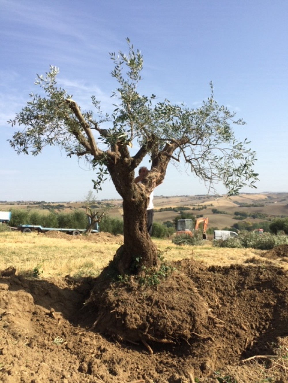 het uitgraven van de olijfboom